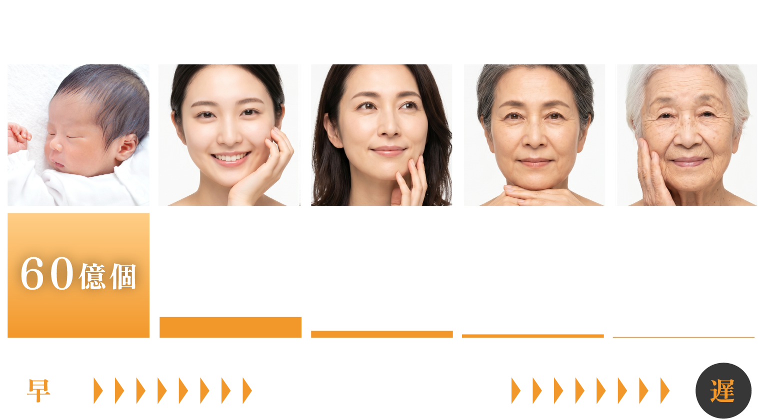 年齢によるターンオーバーの変化